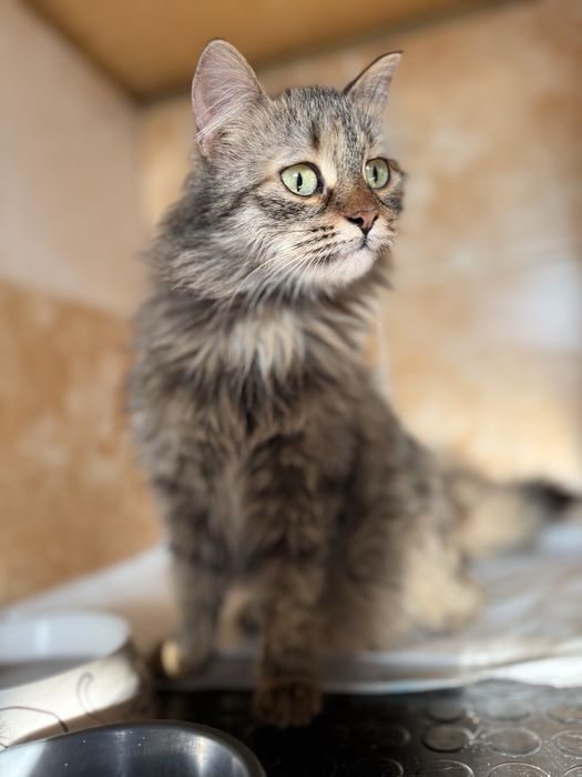 Отдам кошку в добрые руки