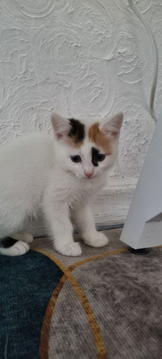 Отдадим котят девочек в добрые руки