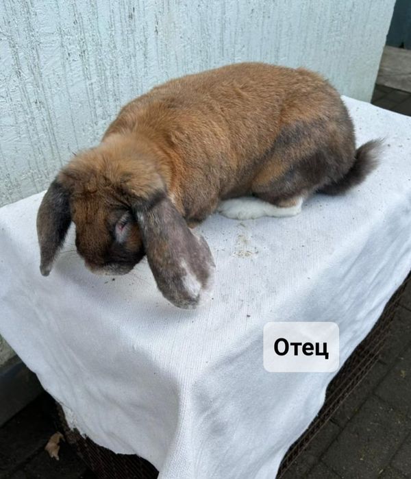 Продам крольчат.