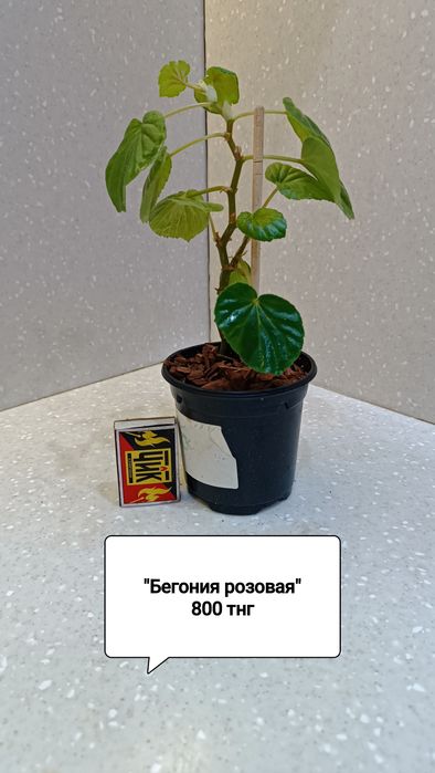 Комнатные цветы для дома