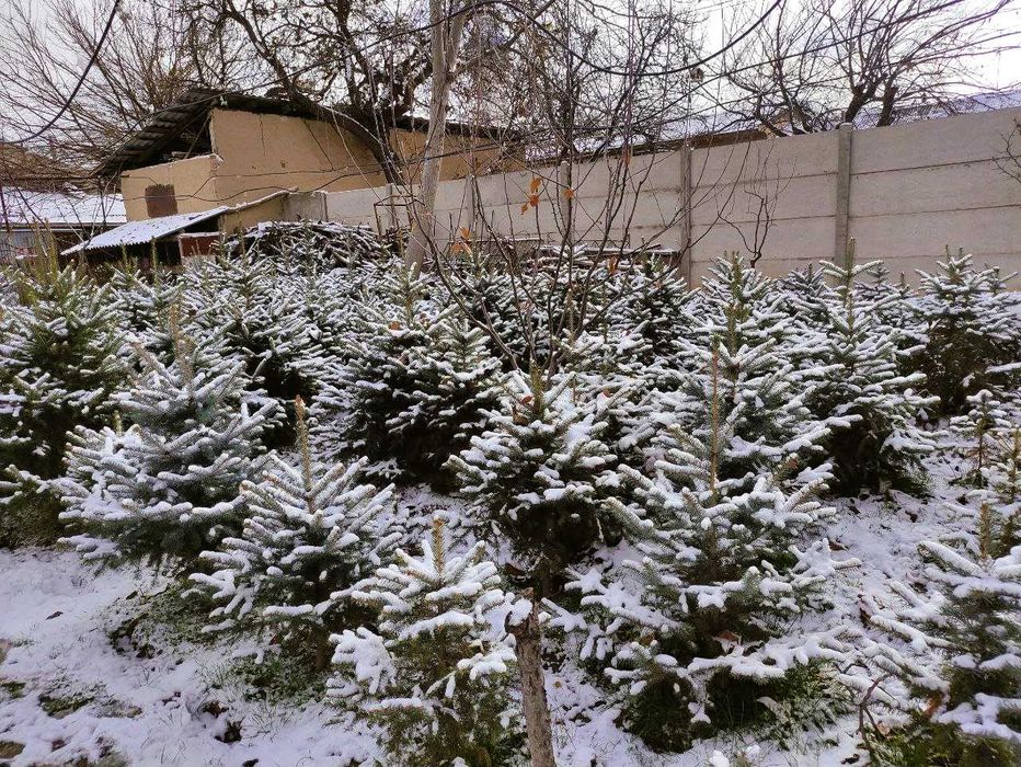 Чиройли голубой арча мехр билан каралган