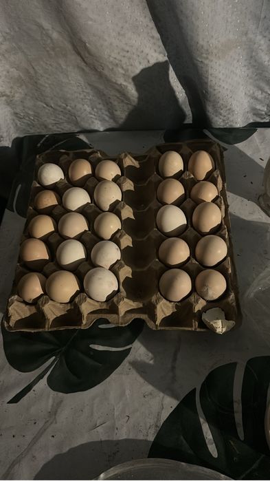 Продам яйцо Дакана