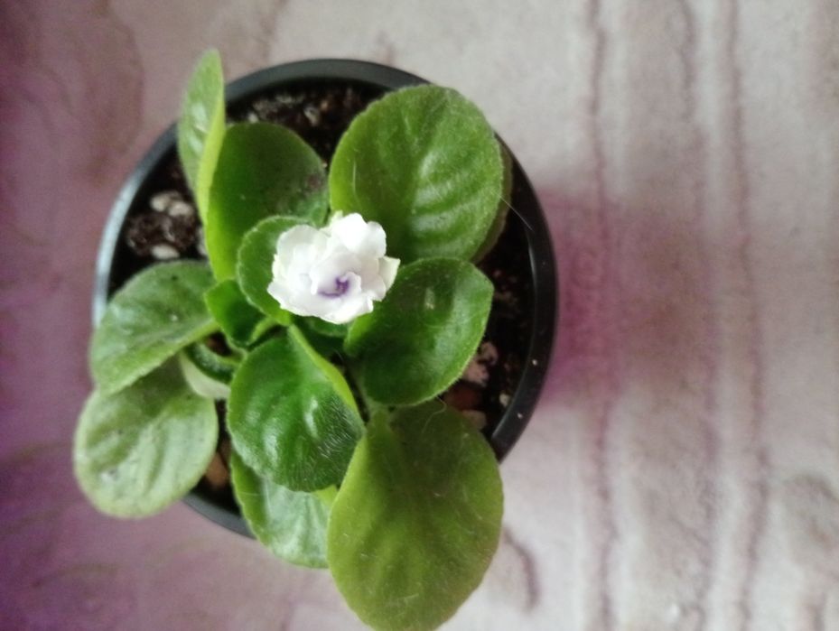 Толстяка, денежное дерево  500 тенге