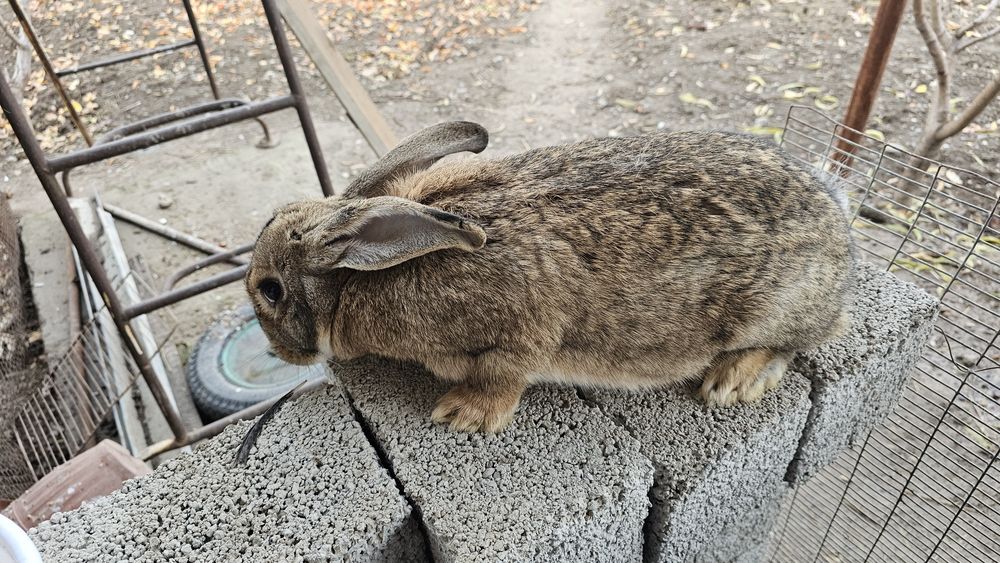Она бола куёнла сотилади