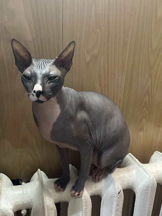 Кот сфинкс канадский