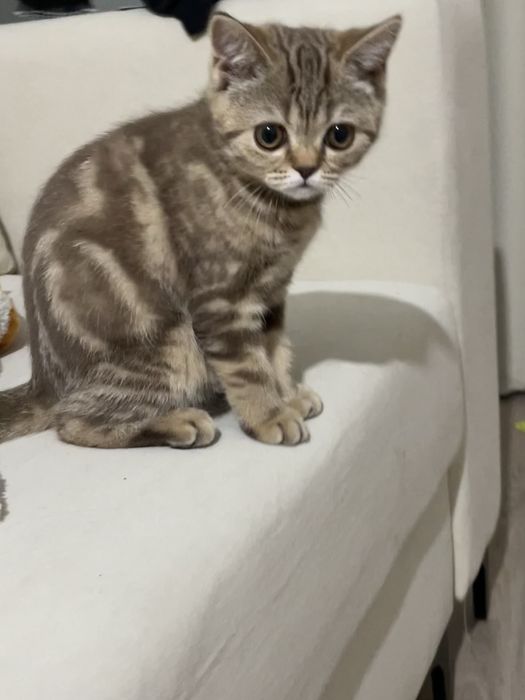 котенок шотландской породы девочка