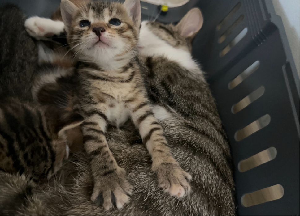 Търси се любящ дом за гальовна котка Зевс