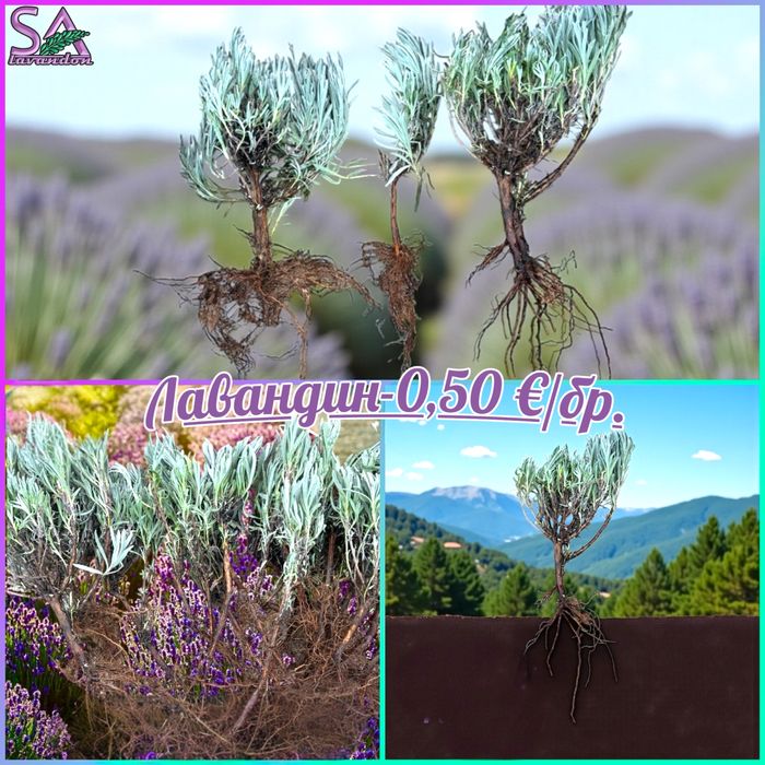 Българска Маслодайна Роза…