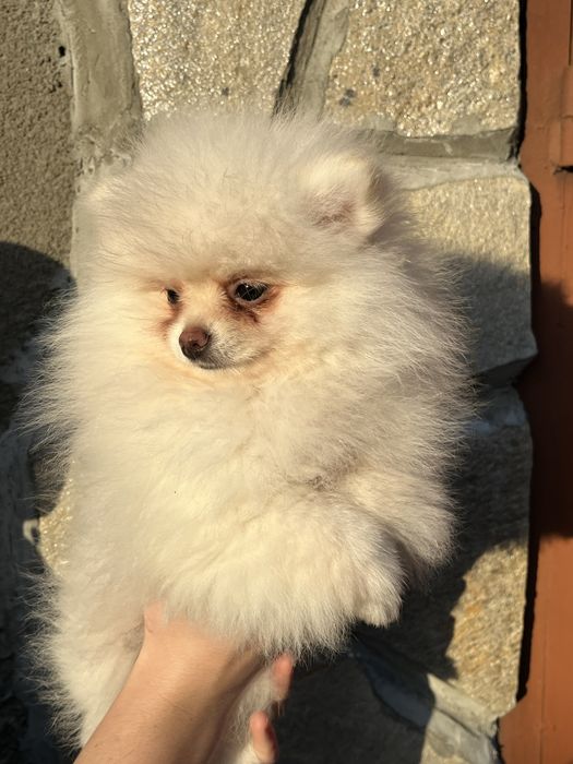 Малки померанчета