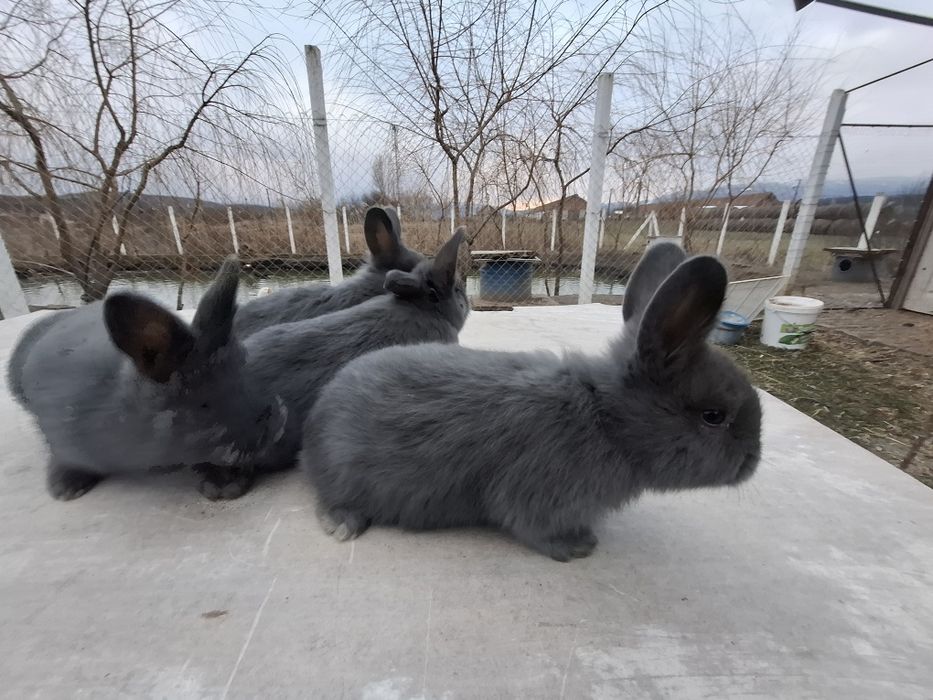 Iepure albastru vienez