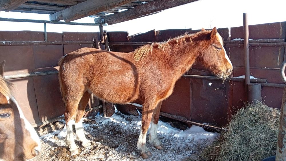Продам жеребых кобыл