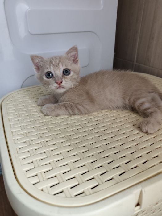 Красивые Игривые котята