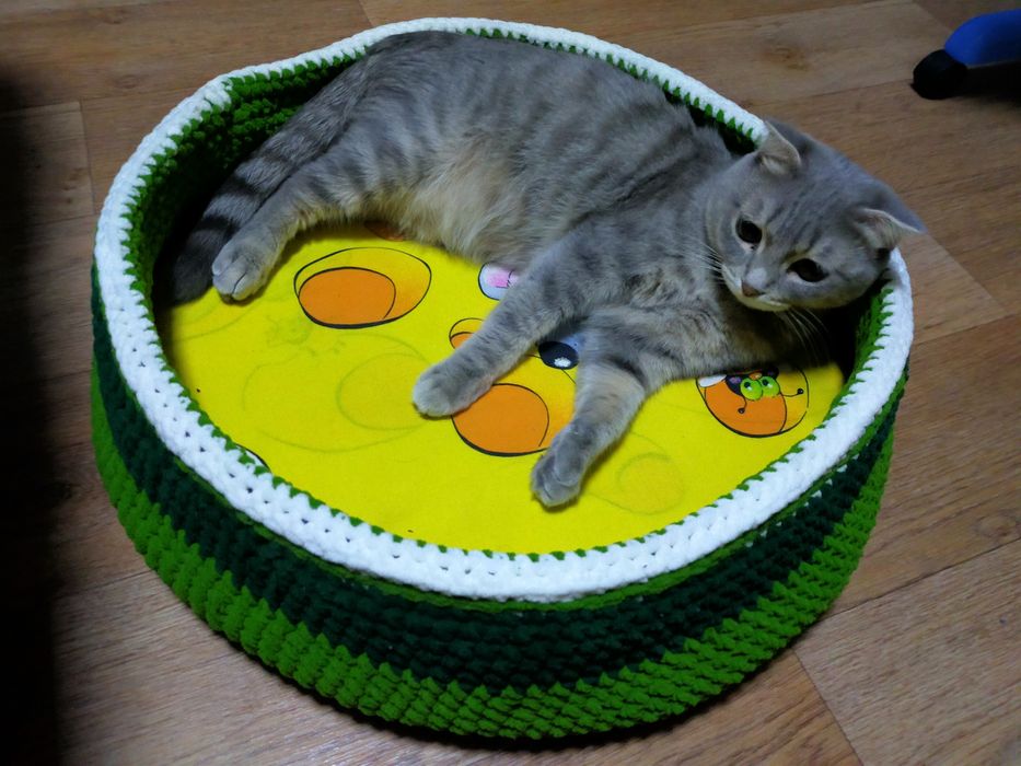 Продам котят  шотландского котёнка скоттиш фолд