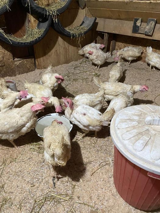 Продаются куры несушки