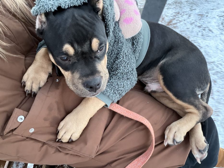 Американский булли