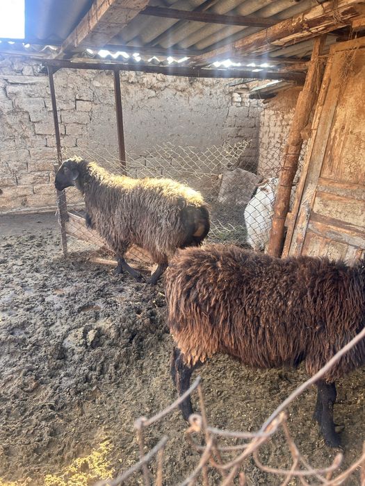 Продаются кучкары