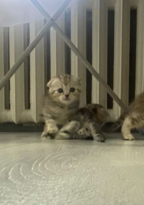 Продам котят мраморных