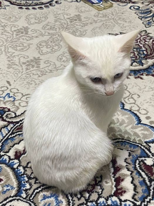 Khao manee mushukcha