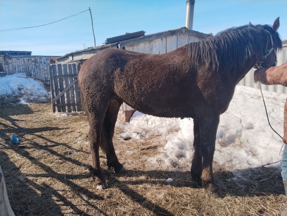 Продам жеребцов за всей информацией в лс