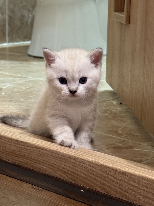 Скоттиш фолд и Скоттиш страйт