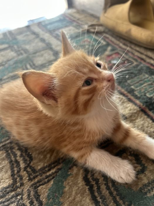 Котята в доьрые руки !!!