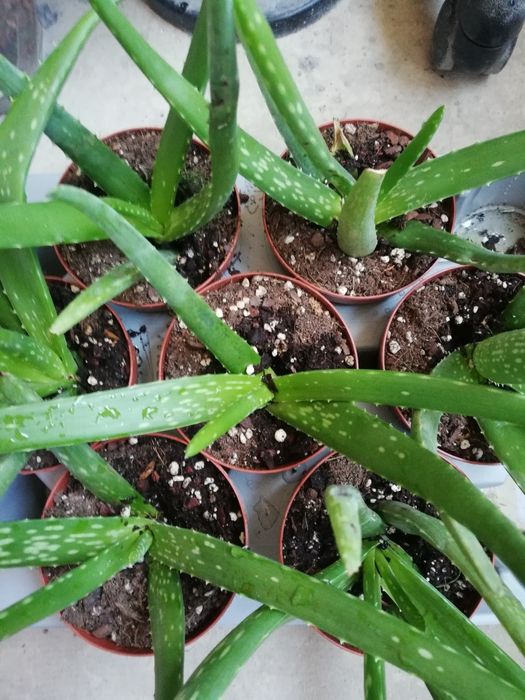 Алое Вера лечебно