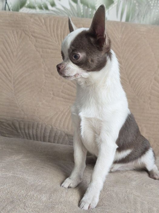 Шикарный мальчик