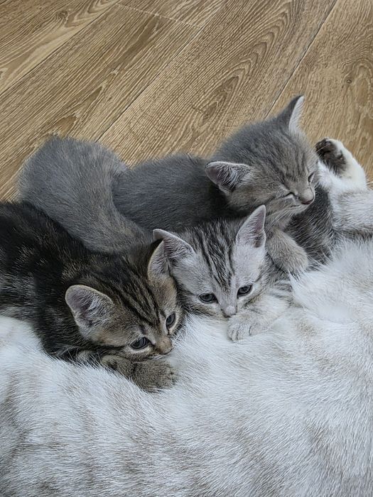 Продам котят шотландцев