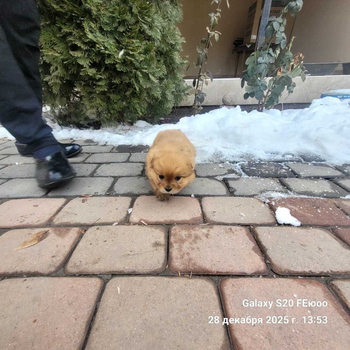 Щенки помесь шпица и спаниели