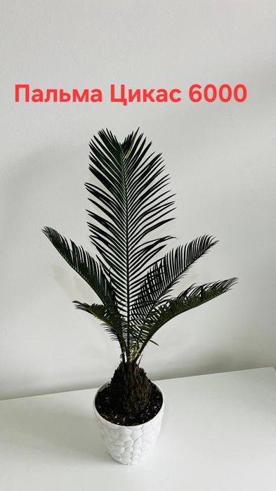 Комнатные цветы красивые,ухоженные