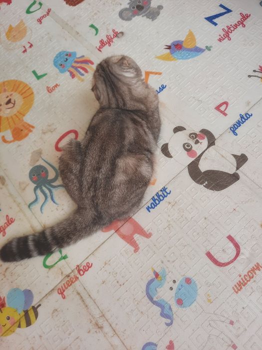 Кошка в хорошие руки