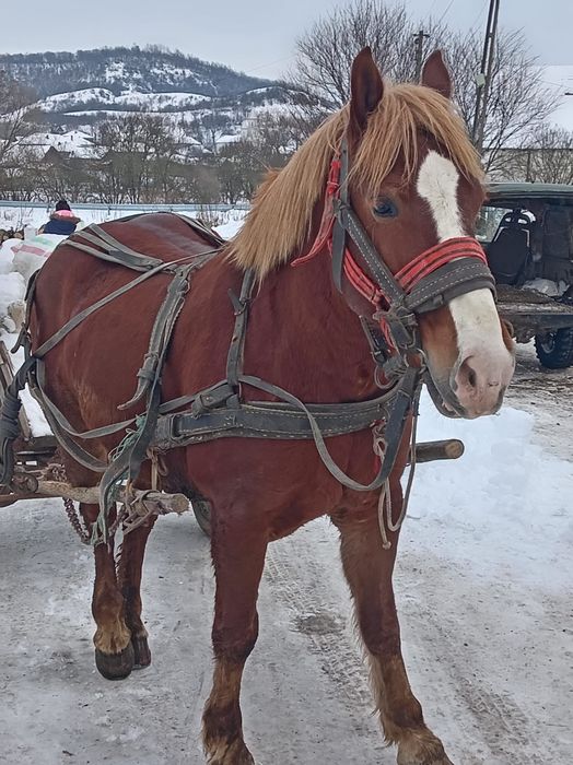 Cal de 5 ani foarte blând