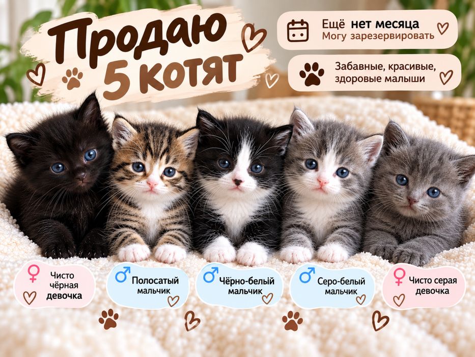 Продам котят , животные .