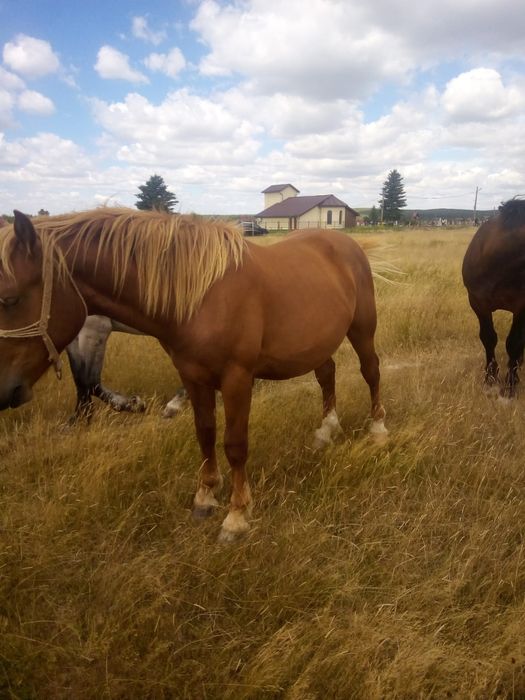 Vand 3 cai sau schimb si cu oi