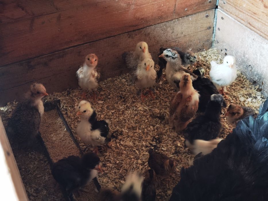 Vând pui încălțați de 2 săptămâni