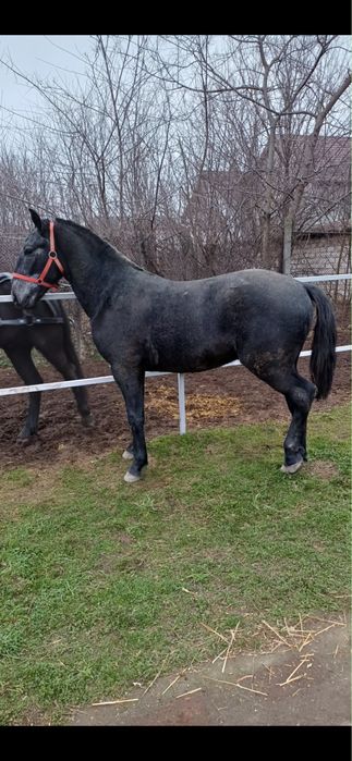 Cal de vanzare lipitan