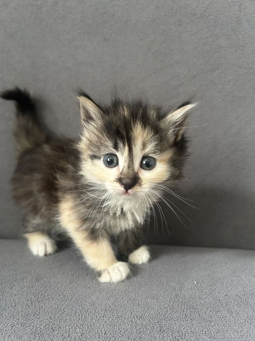 Отдам котят в добрые руки