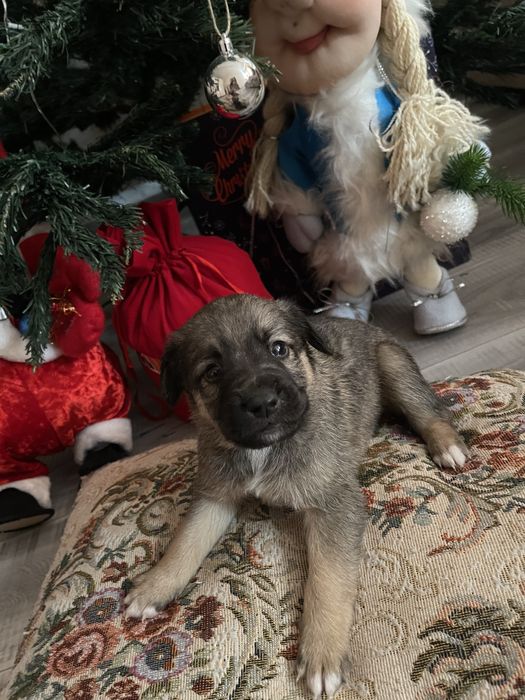 ОТДАЕМ щенков мальчиков