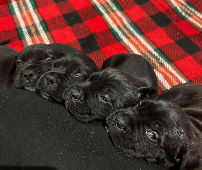 Малки бебета Корсо търсят своето семейство