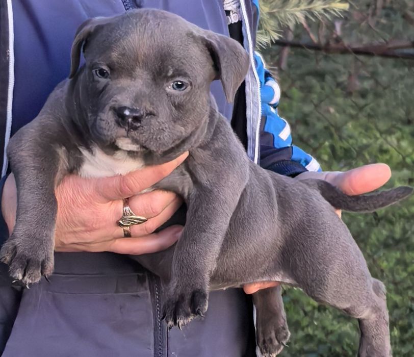 American Bully Pocket / Американско Були Покет