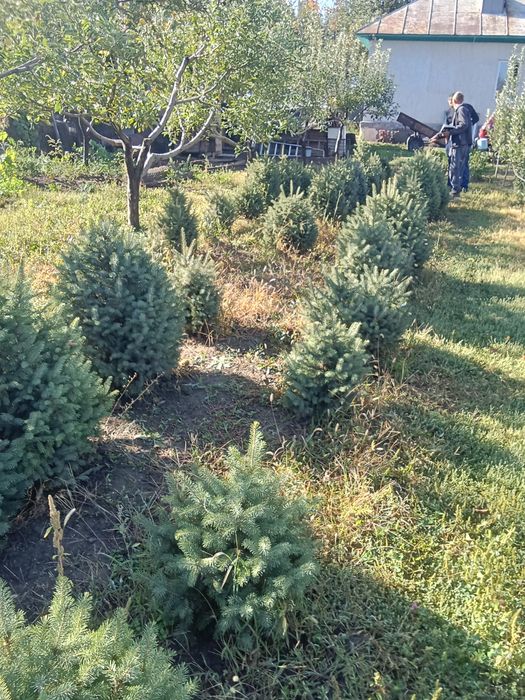 Ёлки таньшаньские 1,2-1,5м