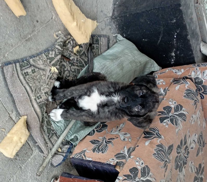 Щенок в добрые руки