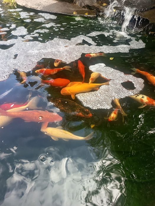 Crap koi sumbuki caras auriu