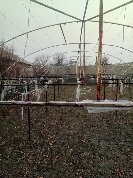 Теплиса сотилади