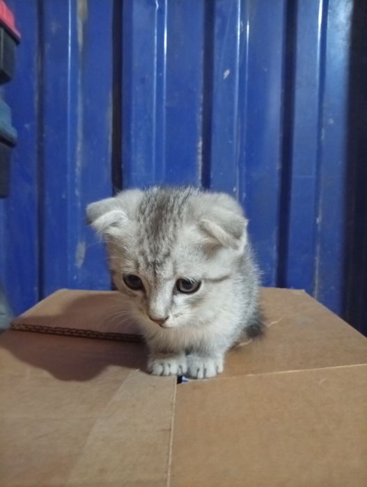 Отдам котенка девочка