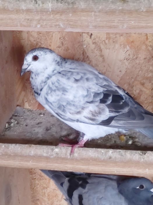 Vând porumbei pui și maturi