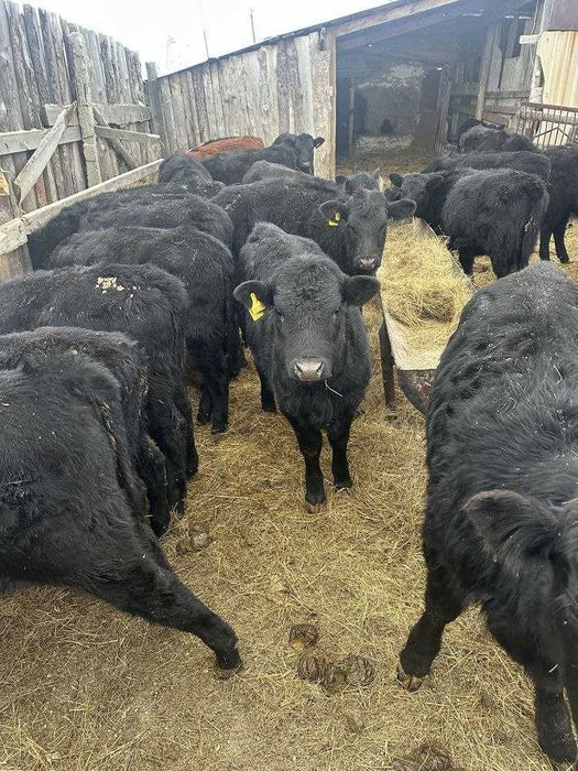 Продам тилята и толочки