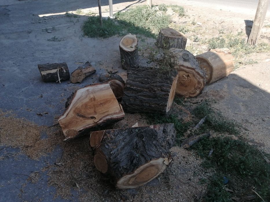 Тал кесемін.  Спил деревьев