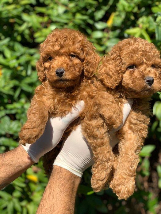 Той пудели корейского типа от профессионального питомника Fulgrim