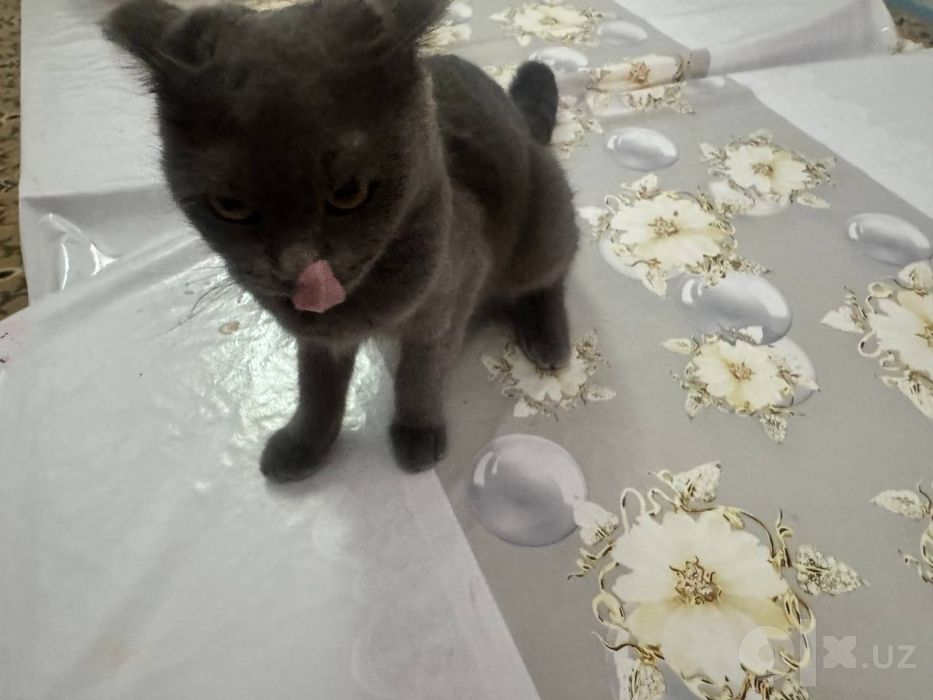 Scottish fold mushuk